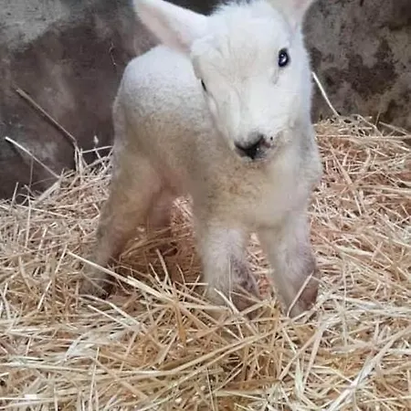 شقة The Cuddly Cow Farm باليشانون