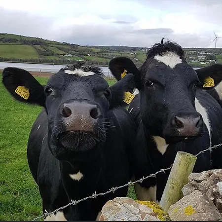 The Cuddly Cow Farm *